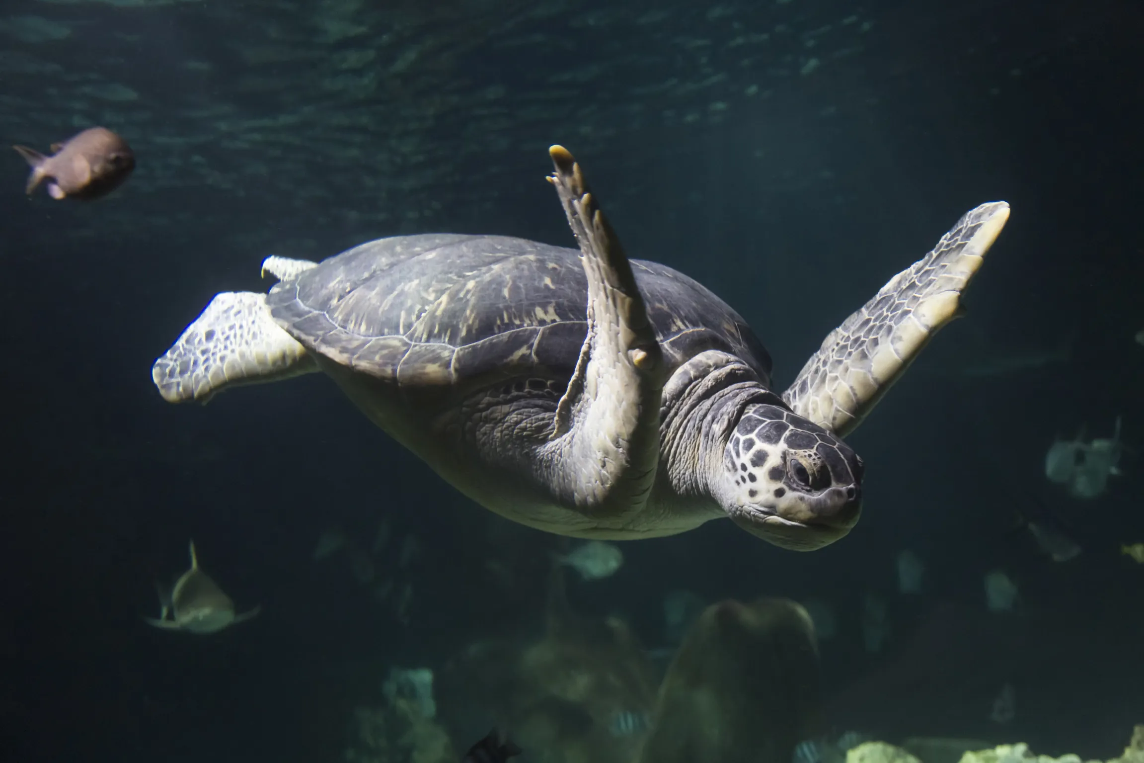 Meeresschildkröte im SEA LIFE Hannover