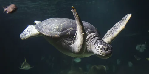 Meeresschildkröte im SEA LIFE Hannover