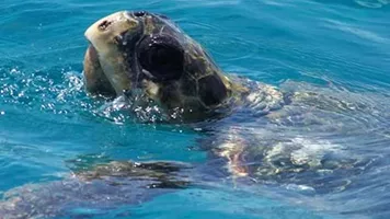 Einige SEA LIFE Aquarien haben Schildkröten Auffangstationen integriert.