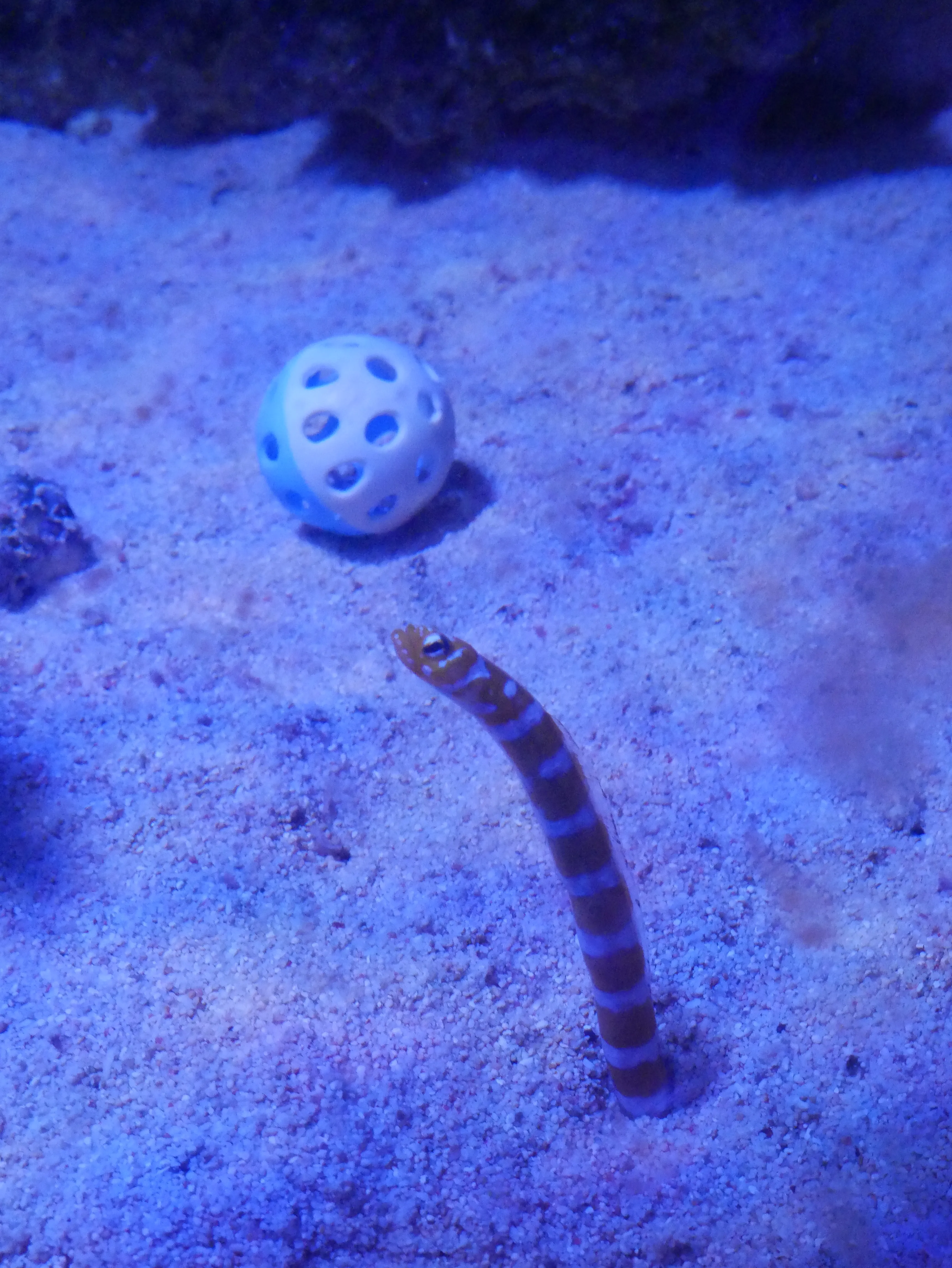 Ein Röhrenaal schaut aus dem Sand im SEA LIFE