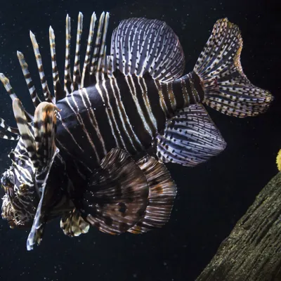 Ein Feuerfisch in einem Aquarium des SEA LIFE Hannover