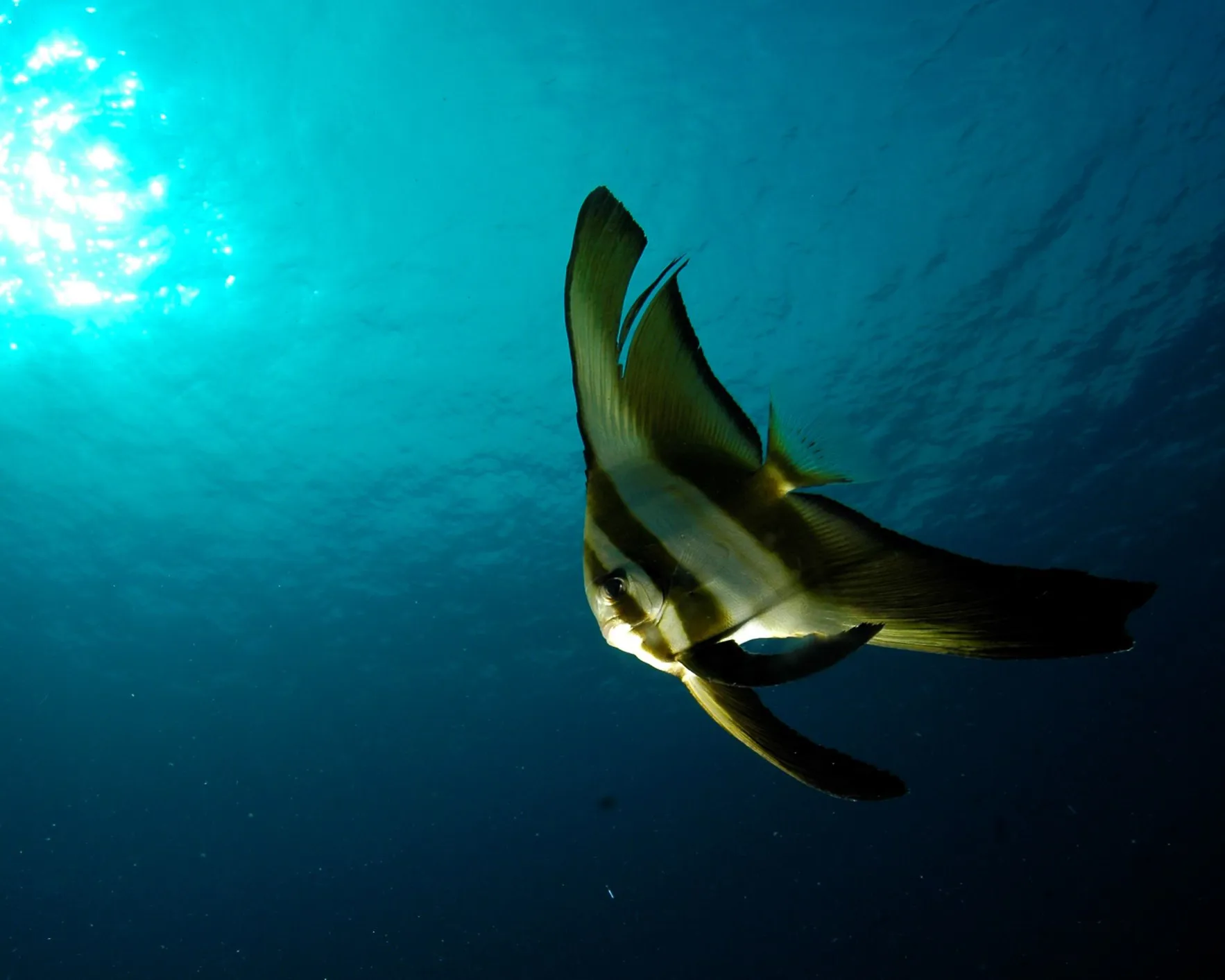 Fledermausfisch