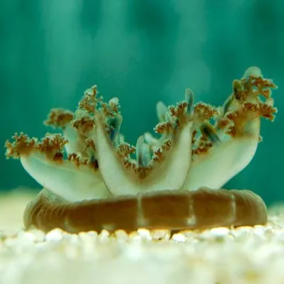 Mangrovenqualle im SEA LIFE Hannover