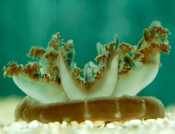Mangrovenqualle im SEA LIFE Hannover