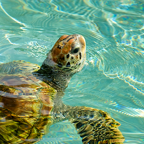 Meeresschildkröte schaut aus dem Wasser