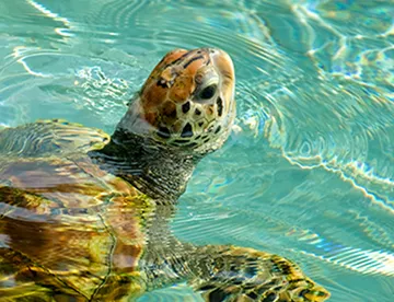 Meeresschildkröte schaut aus dem Wasser