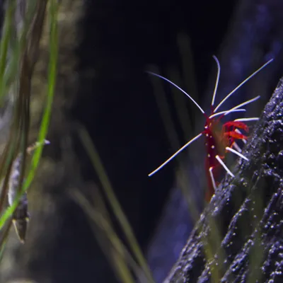 The cleaner shrimp swims through its tank at SEA LIFE Hanover.