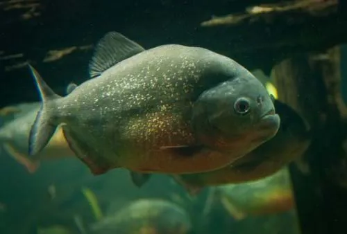 Finde im SEA LIFE Hannover heraus, ob Piranhas ihr schlechtes Image wirklich verdienen