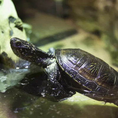 Europäische Sumpfschildkröte