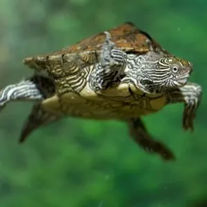Eine schwimmende Höckerschildkröte des SEA LIFE Hannover