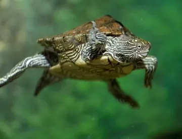 Eine schwimmende Höckerschildkröte des SEA LIFE Hannover