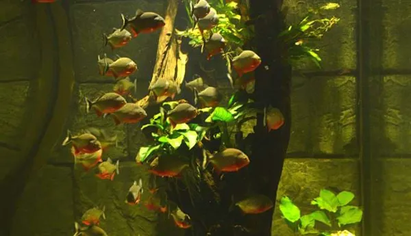 Piranhas im SEA LIFE Hannover