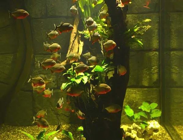 Piranhas im SEA LIFE Hannover