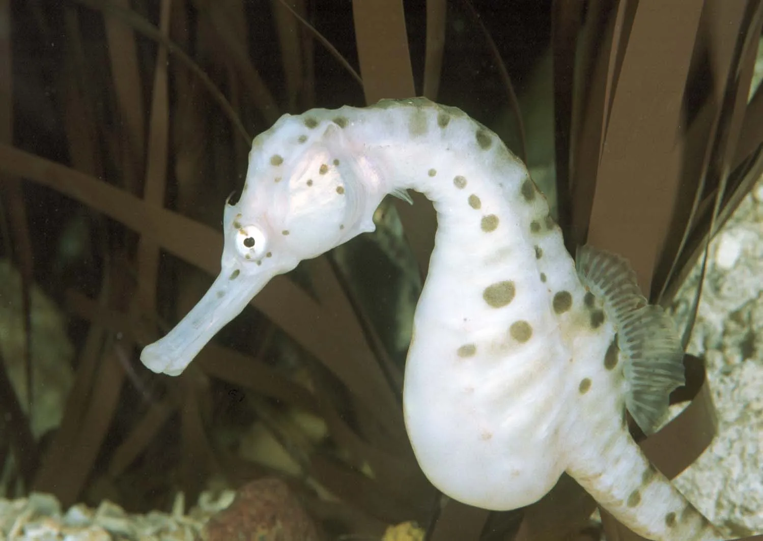 Dickbauchseepferdchen erleben im SEA LIFE Hannover