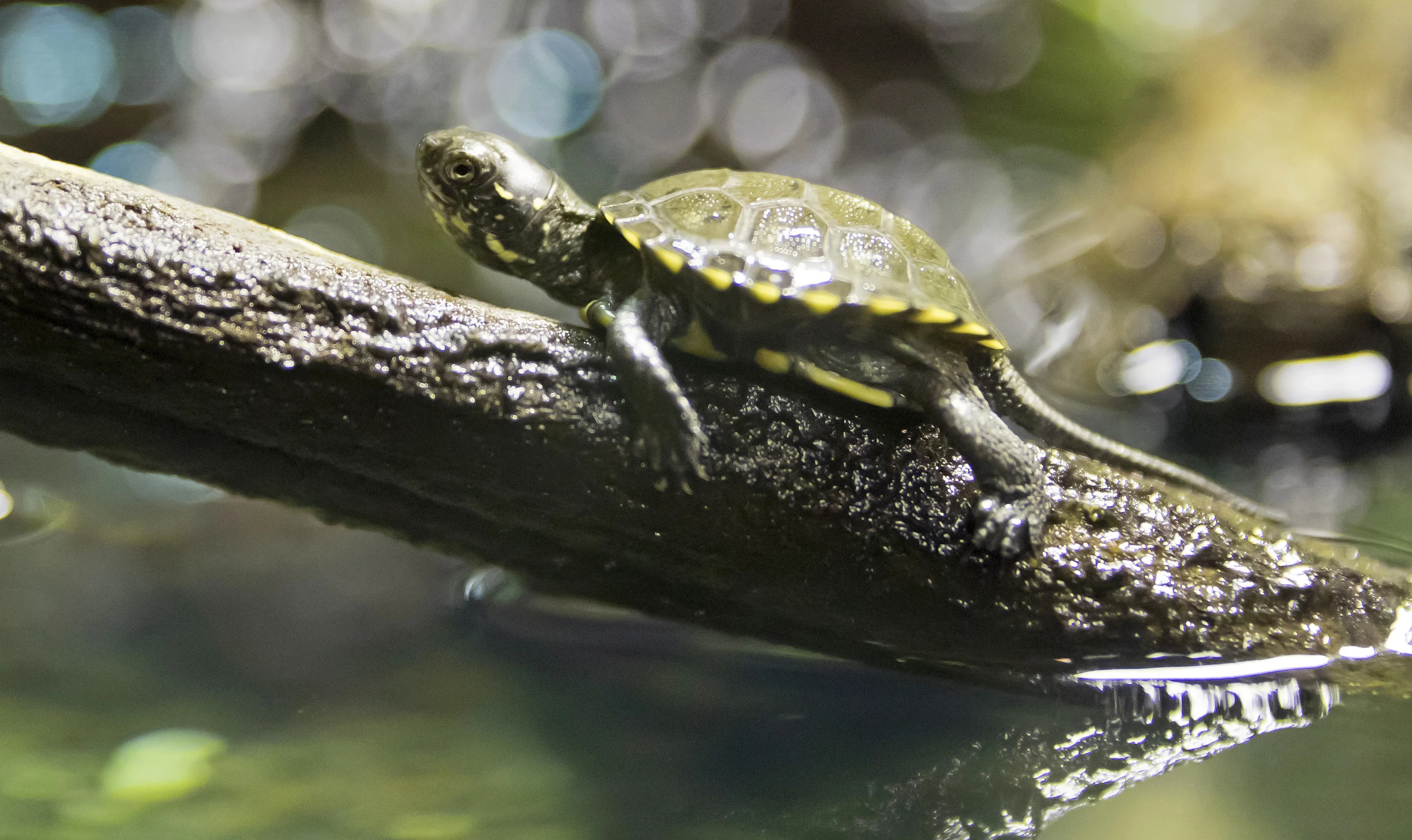 Europaeische Sumpfschildkroete