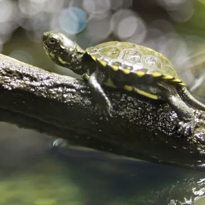 Europaeische Sumpfschildkroete