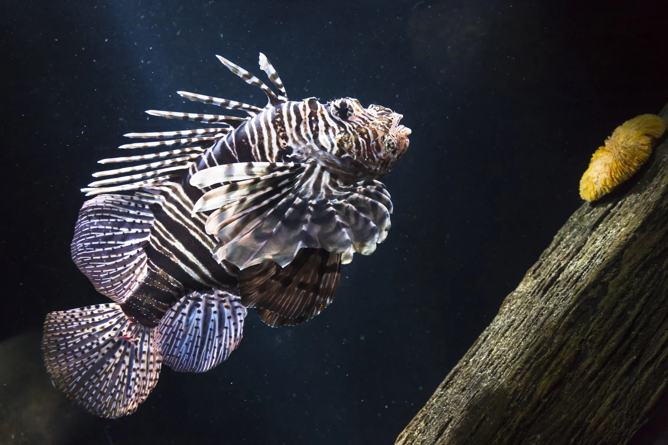 Ein nach oben schwimmender Feuerfisch im SEA LIFE Hannover