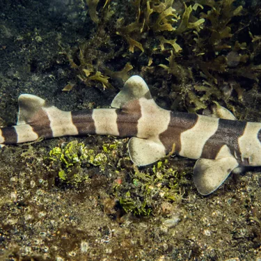 10576 Brown Banded Bamboo Shark