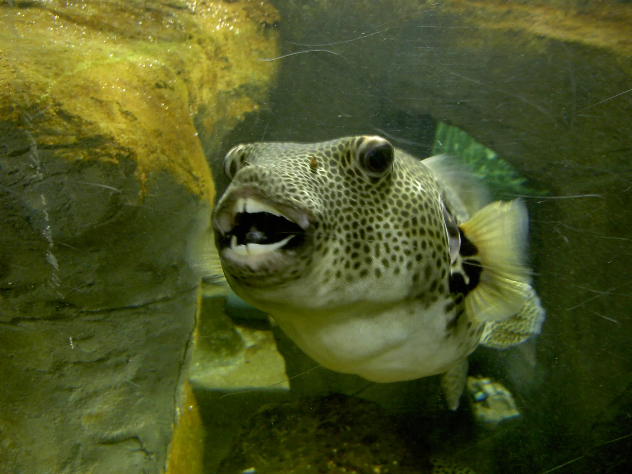 Kugelfisch mit offenem Maul