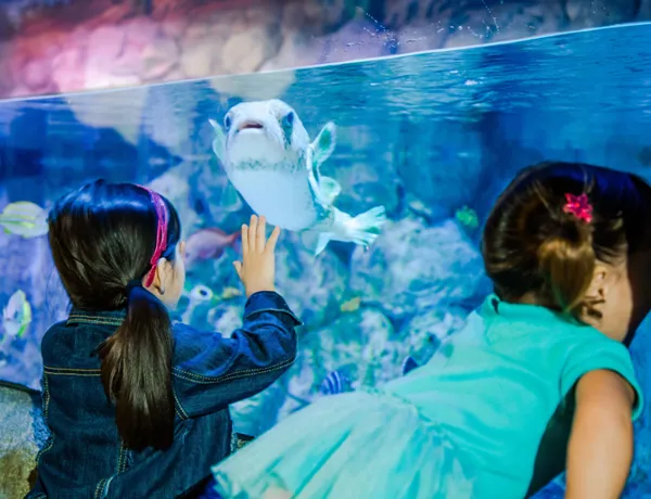 Kinder beobachten Kugelfisch im SEA LIFE