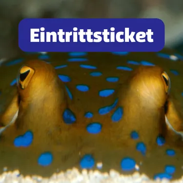 Eintrittsticket (2)
