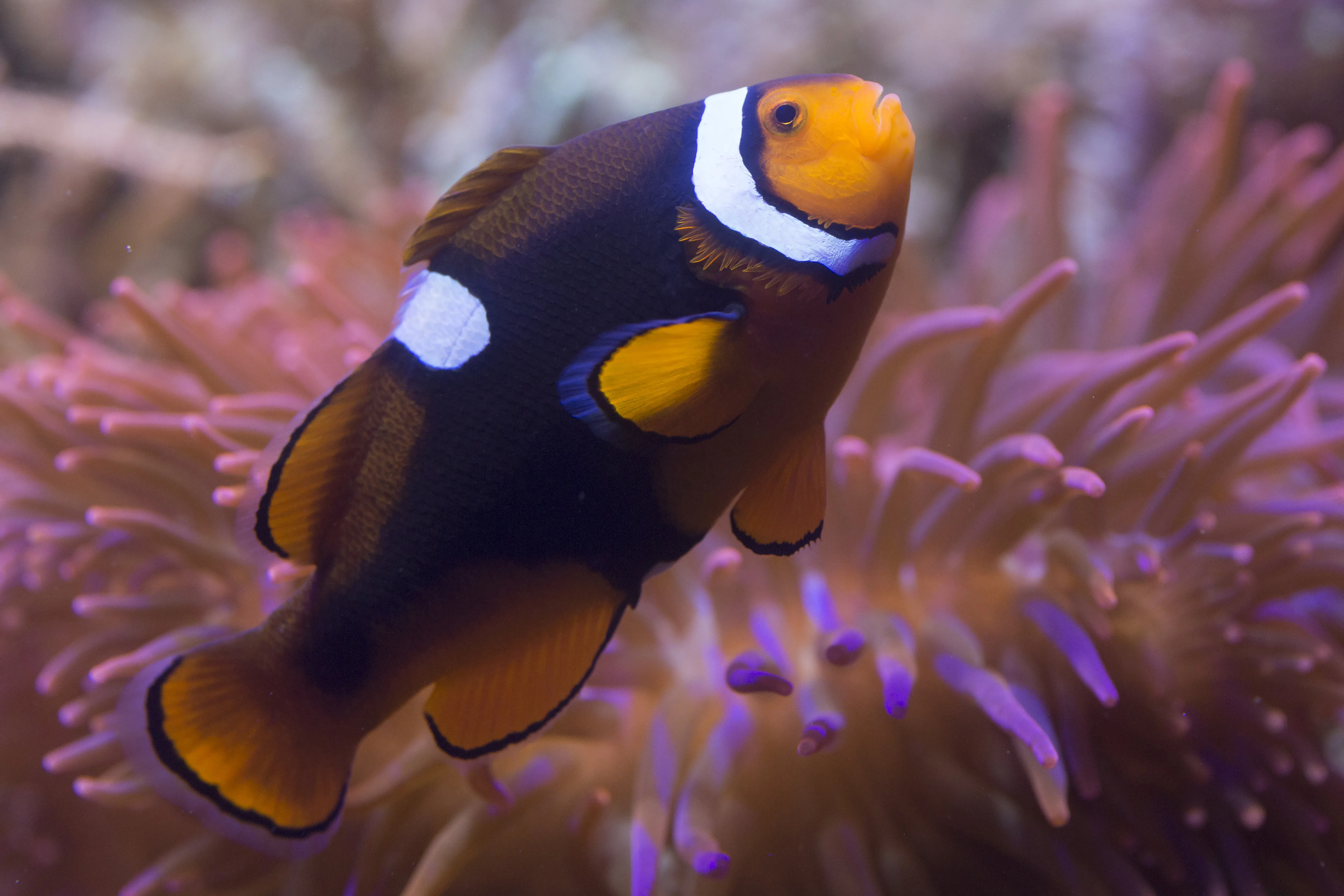 Ein Anemonenfisch im SEA LIFE Hannover