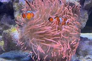 SEA LIFE Hannover Anemone Und Clownfischpaar Min