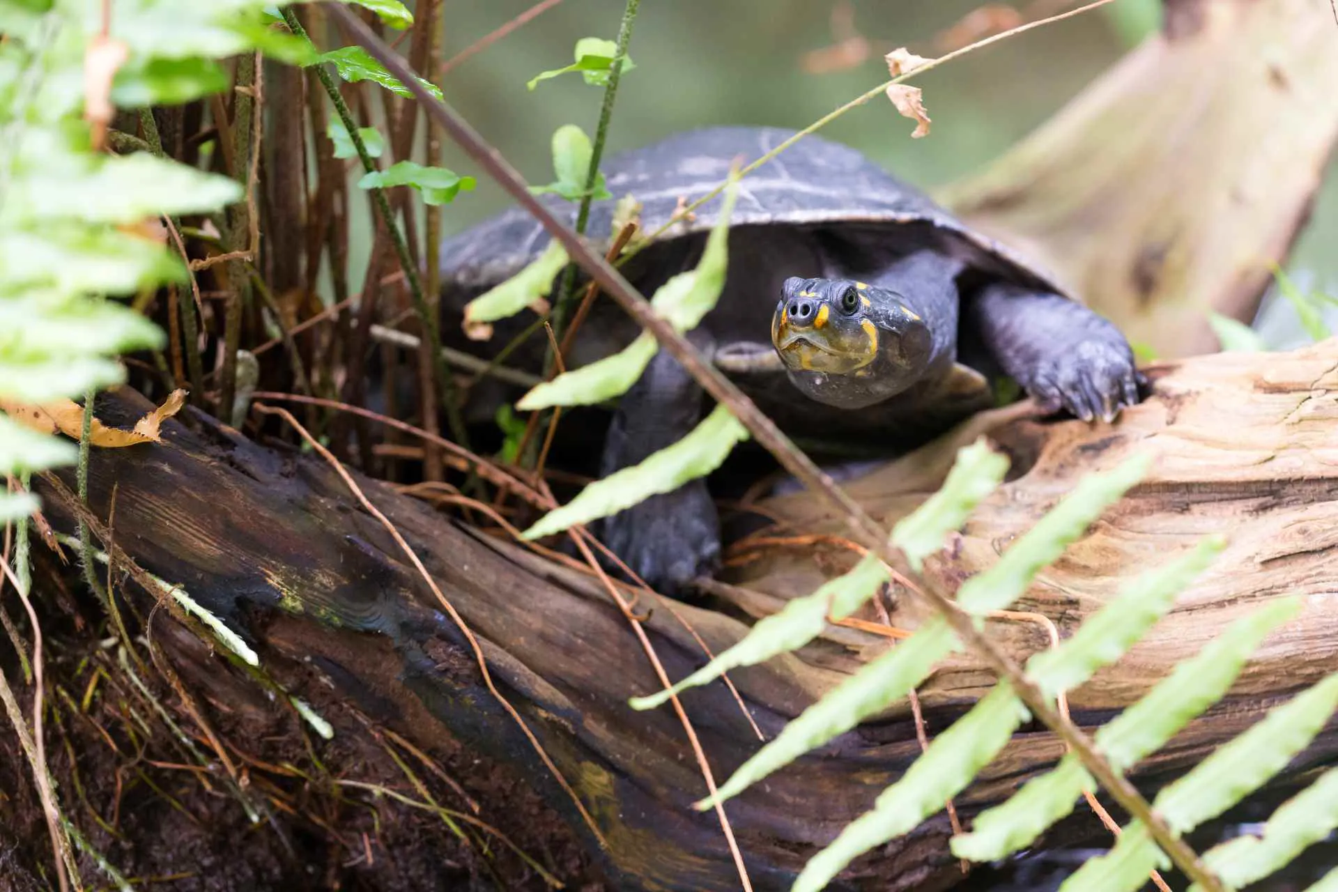 Schienenschildkröte