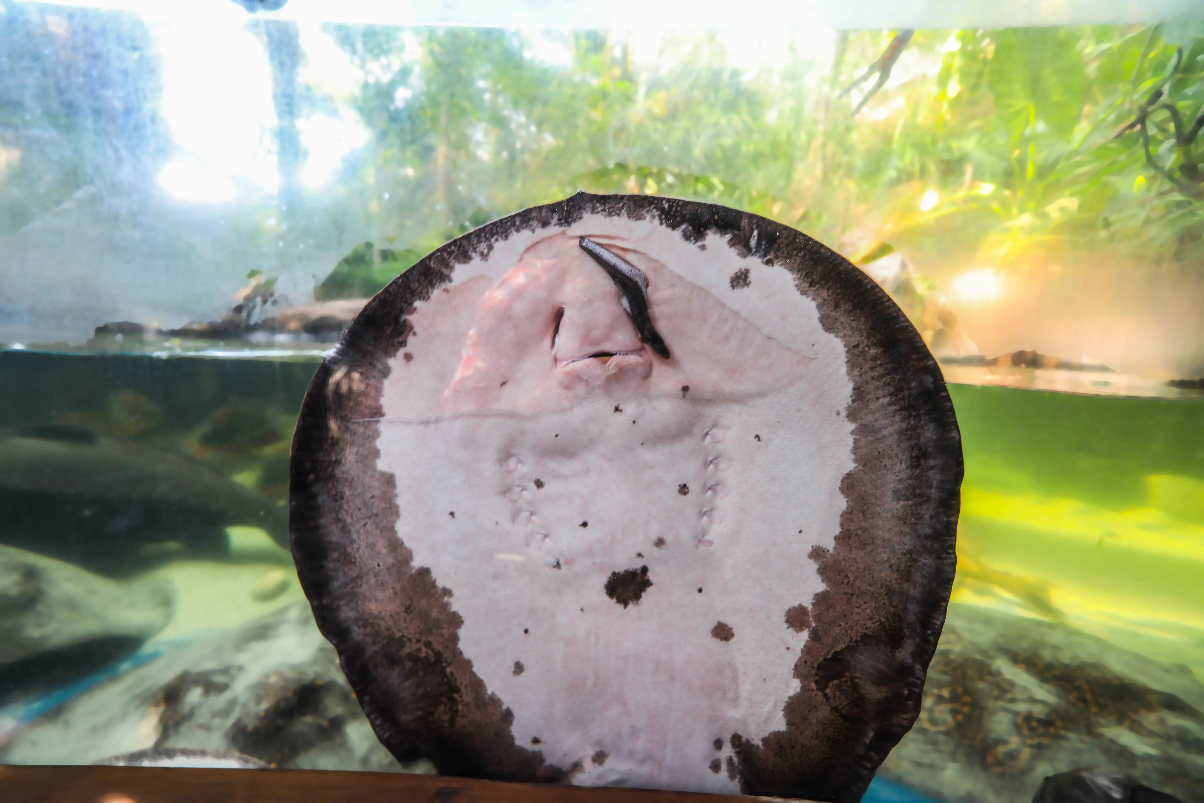 Süßwasserstechrochen