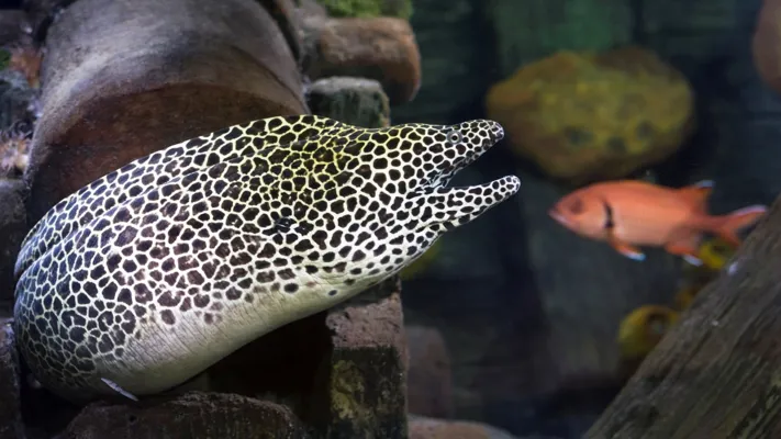 Leoprad Muräne 2