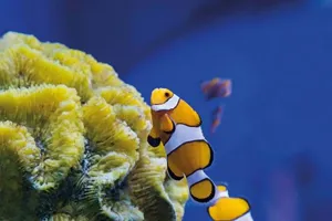 Eine Familie von Clownfischen im SEA LIFE Hannover