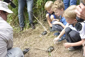 Auswilderung Europaeische Sumpfschildkroete