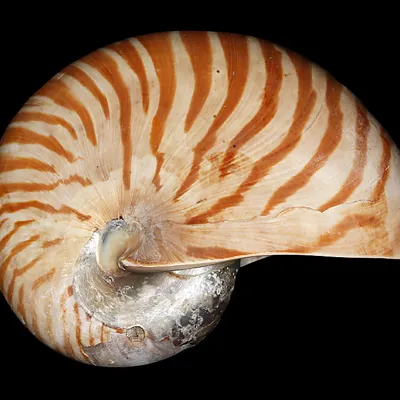 7140 Nautilus Pompilius