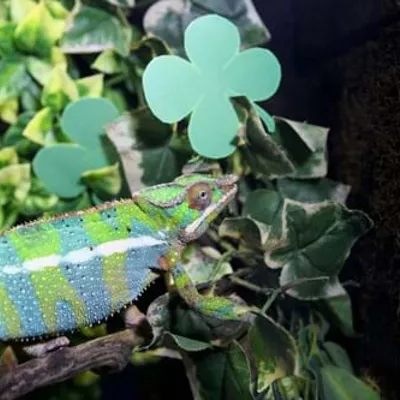 Ein Chamäleon auf einem Ast im SEA LIFE Hannover