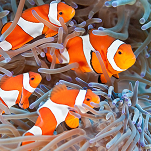 Gruppe von Clownfischen in einer Anemone