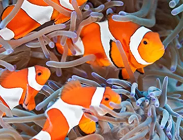 Gruppe von Clownfischen in einer Anemone
