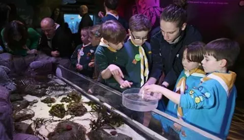 At the contact pool in SEA LIFE children can get to know some animals from very close