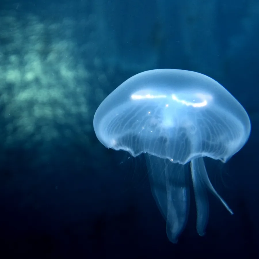 Ohrenqualle SEA LIFE Hannover