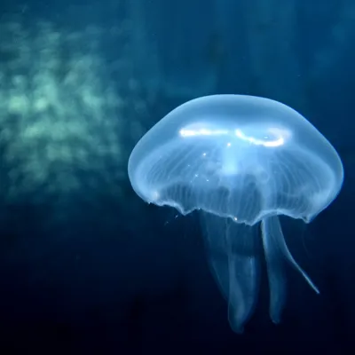 SEA LIFE Hannover Ohrenqualle