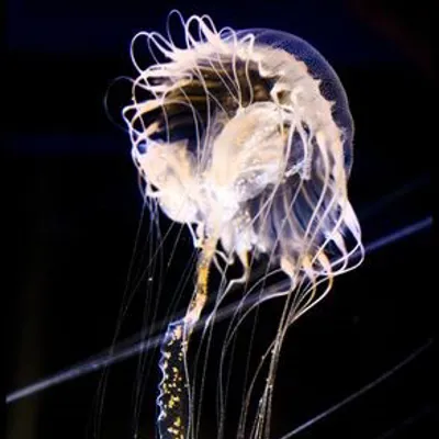 Atlantic Sea Nettle3 Min 2