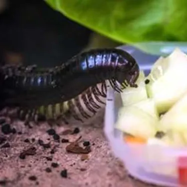 Riesentausendfüßler beim Fressen