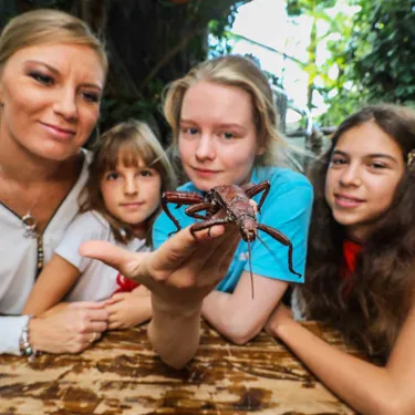 Besucher Mit Insekten Klein