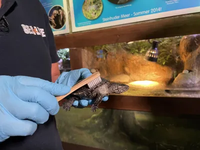 Europäische Sumpfschildkröte Wird Gereinigt (1)