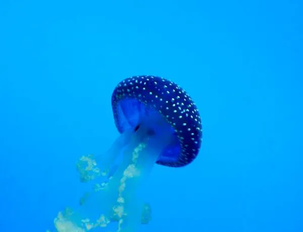 Medium 8792 Australian Spotted Jellyfish Phyllorhiza Punctata