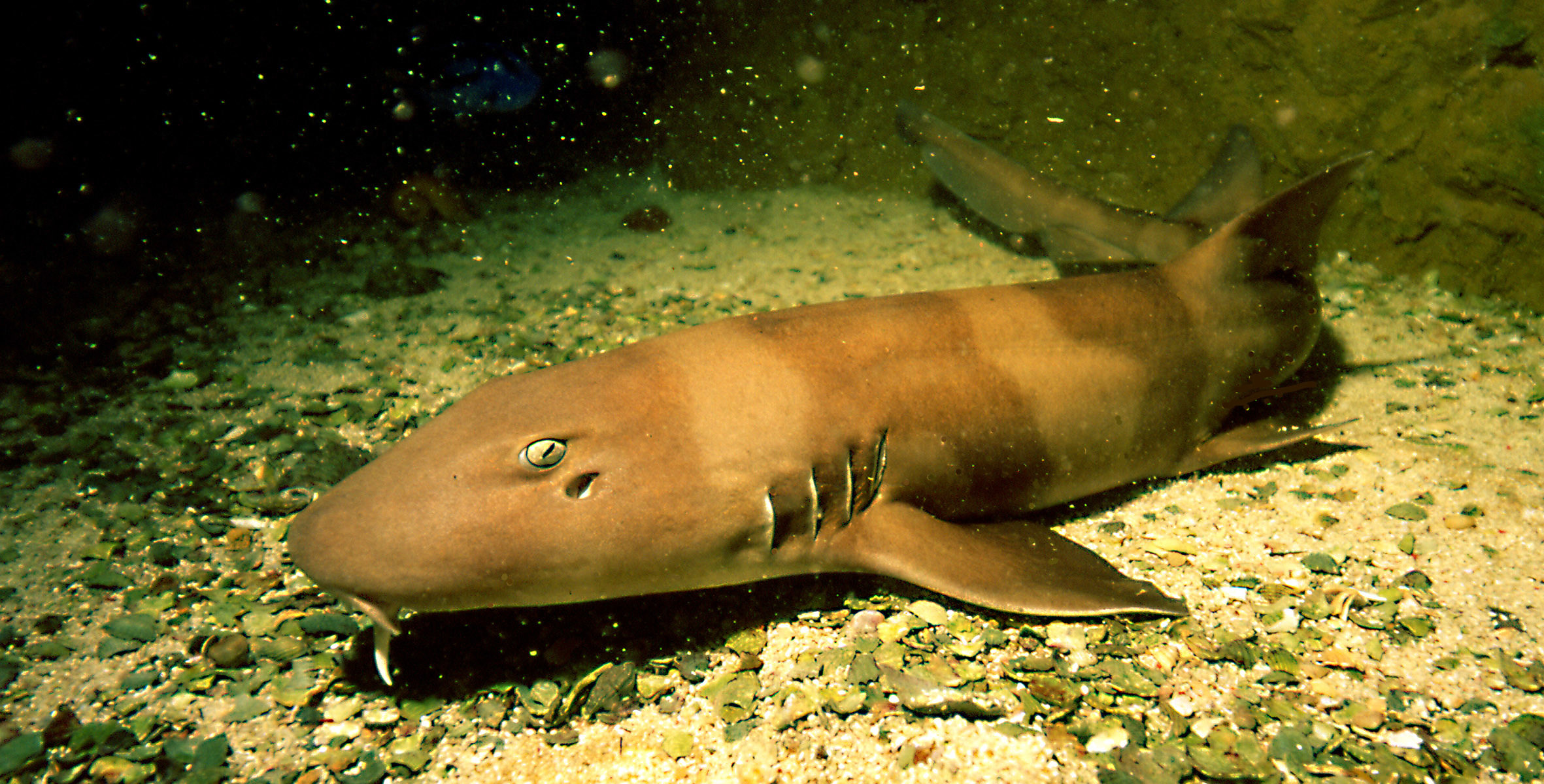 6428 Brown Banded Bamboo Shark