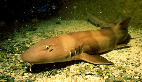 6428 Brown Banded Bamboo Shark