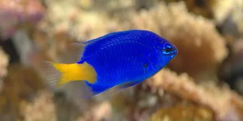 Chrysiptera Parasema 3