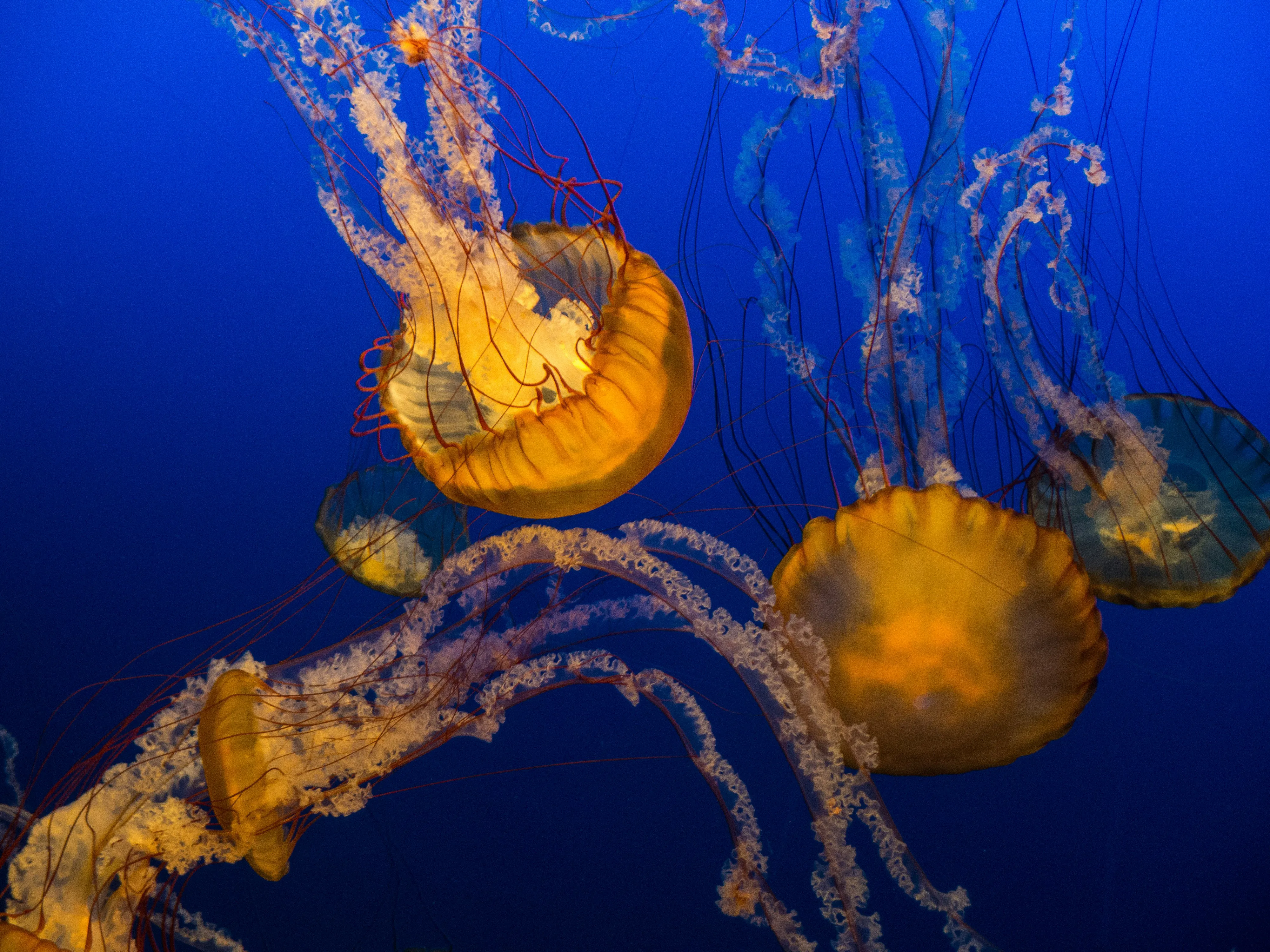 Jellyfish 15