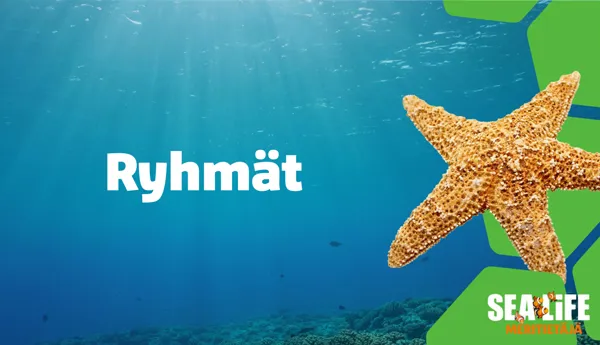 Footer 1 Ryhmät