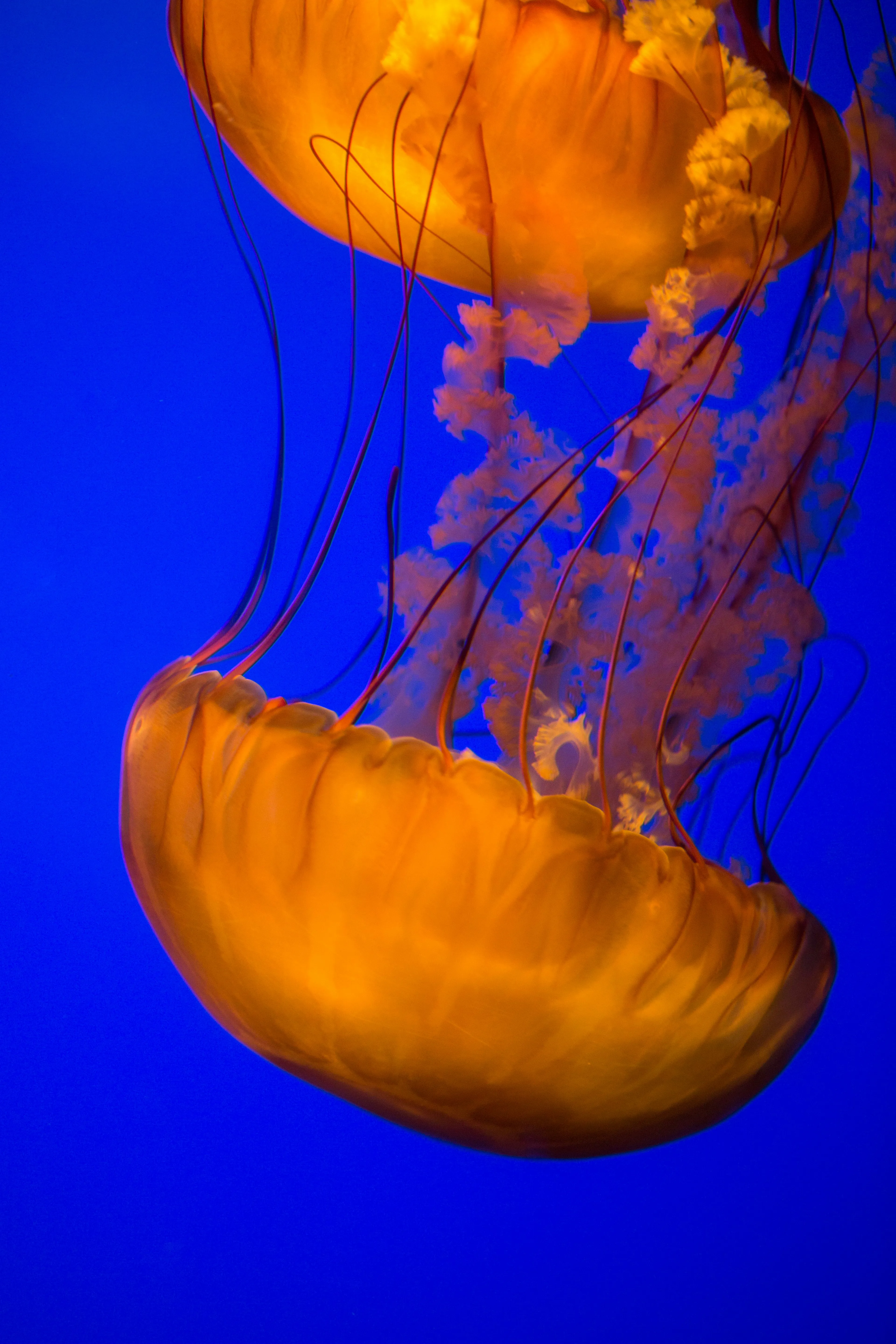 Jellyfish 6